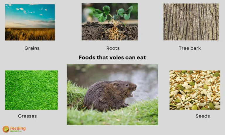 what do voles eat