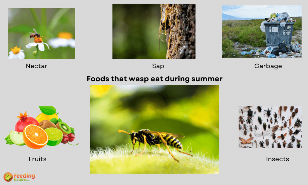 what do wasps eat in summer
