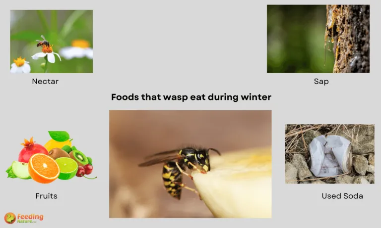 what do wasps eat in winter