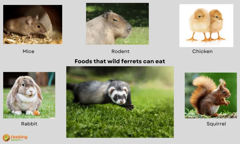 what do wild ferrets eat
