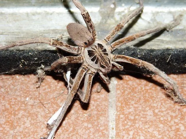 what do wolf spiders eat