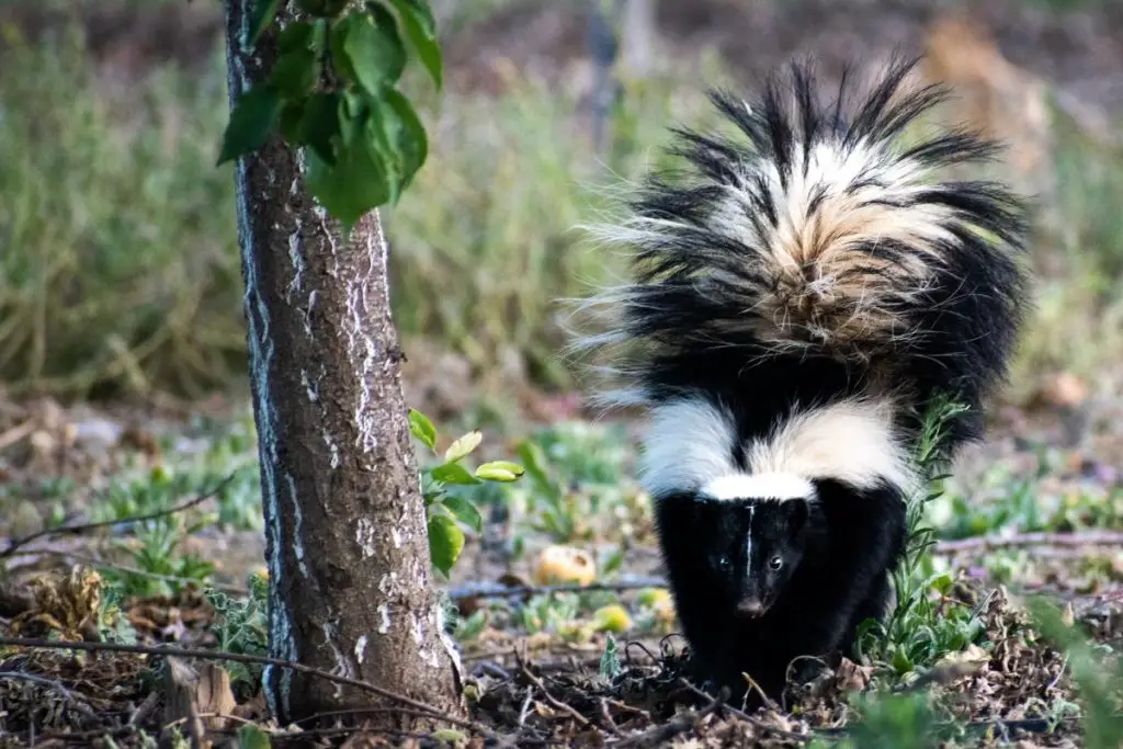 skunk in attacking position