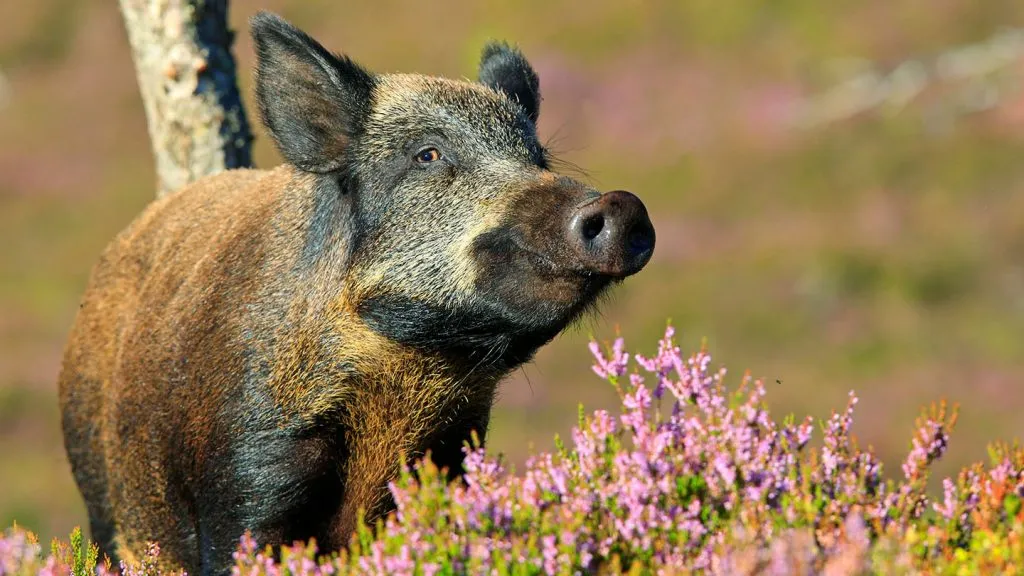 Wild Pig in the field