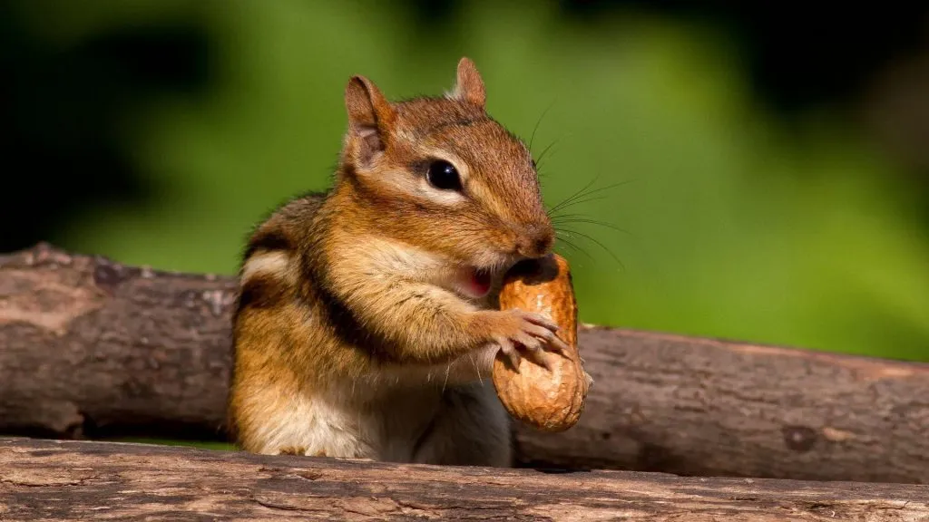 chipmunk in wildlife eating peanut