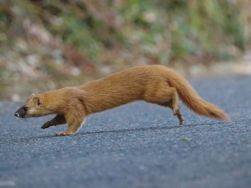 long tailed weasels