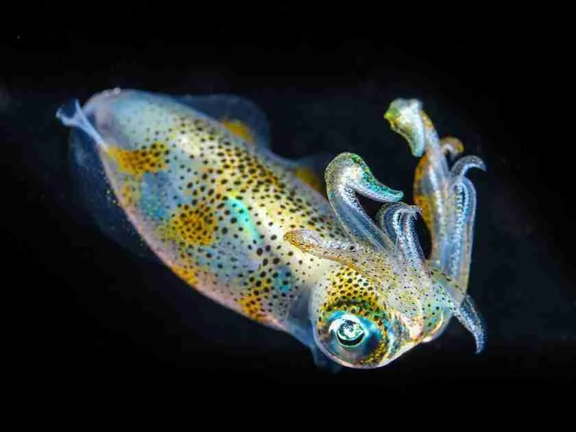 small squid 