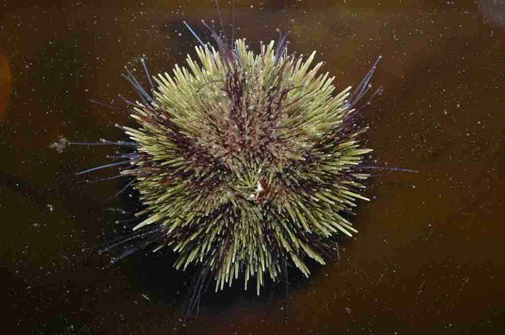green urchin fish