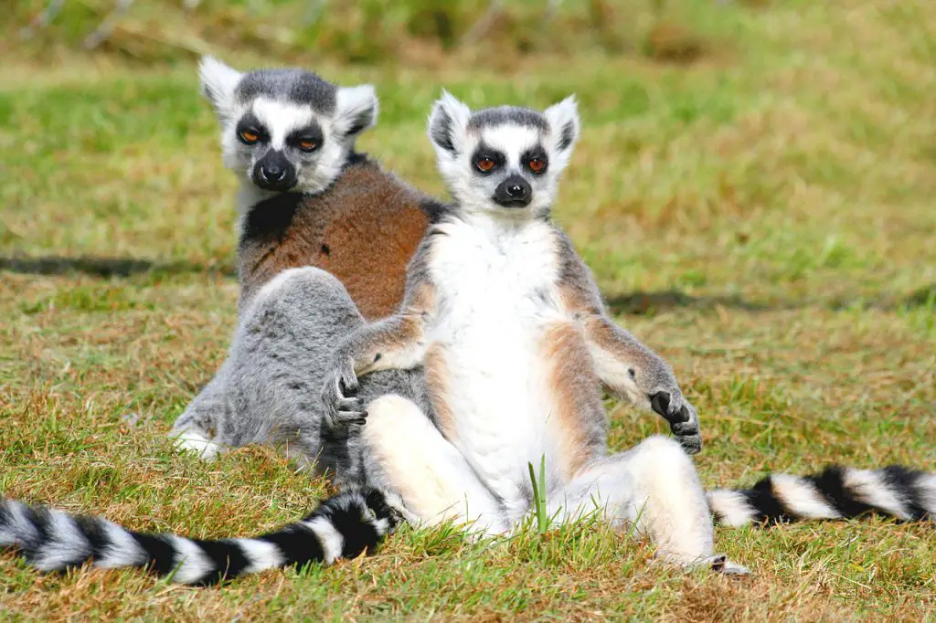 two ringtailed lemurs