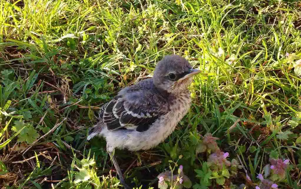 baby mockingbird sitting in grass