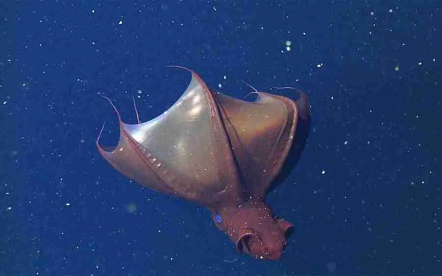 vampire squid in underwater