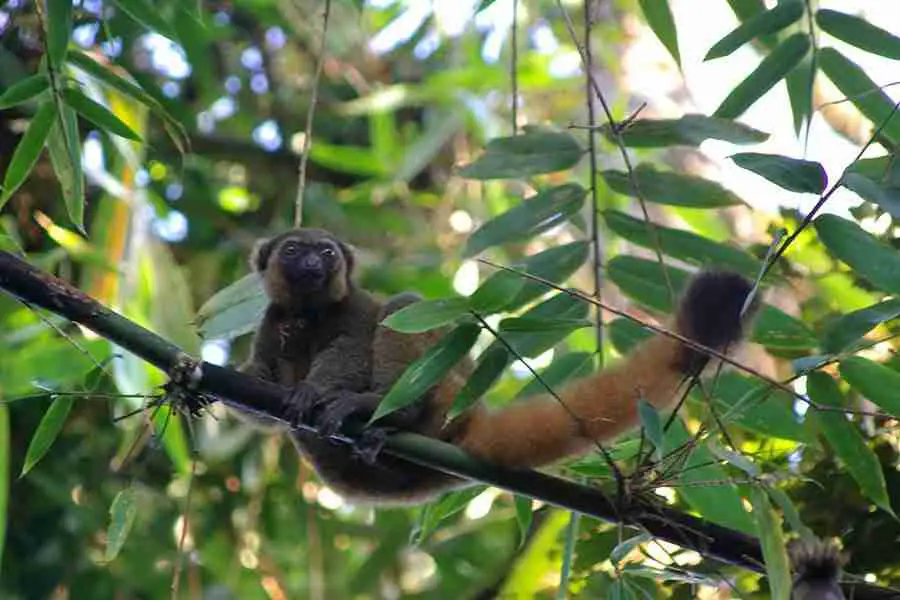 Golden Bamboo Lemur on the tree