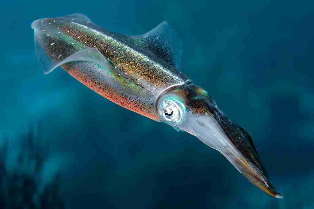 squid underwater