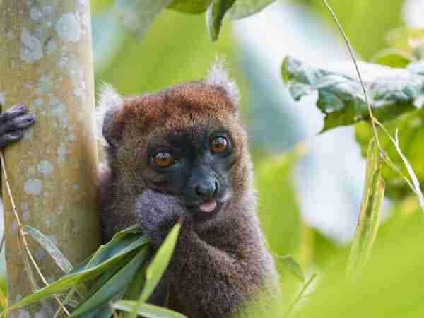 Golden Bamboo Lemur eating