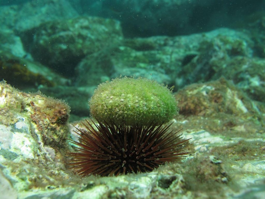 green urchin in sea