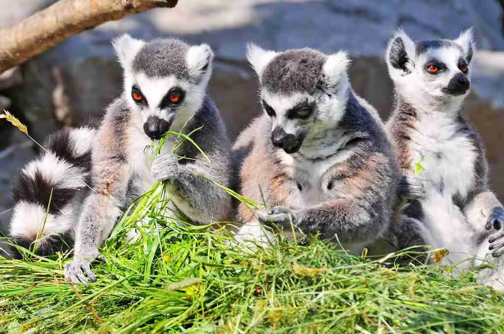 group of ringtailed lemurs