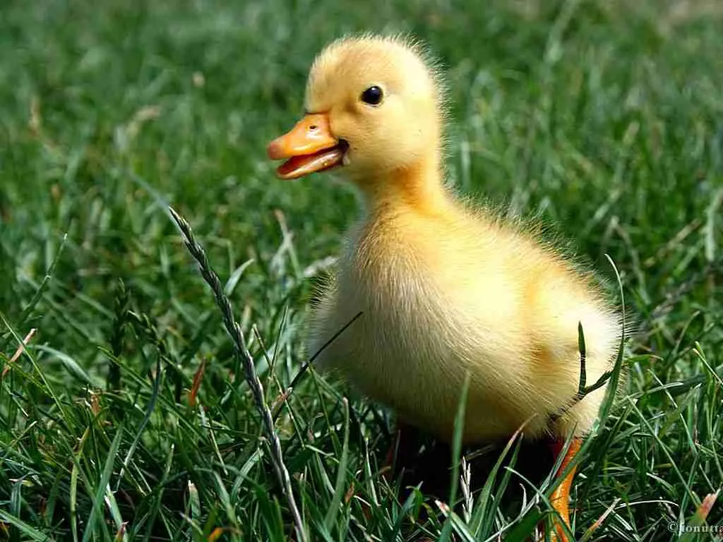 baby mallard duck
