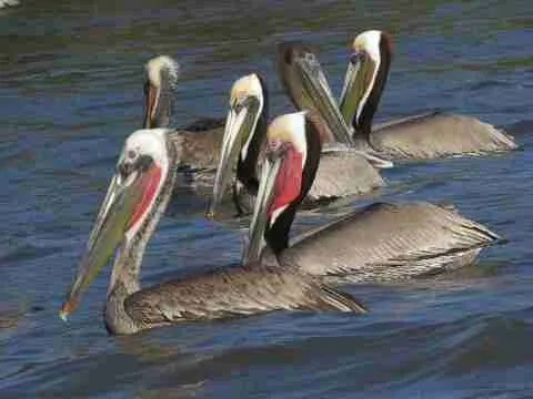 group of brown pelicans