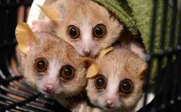 mouse lemurs in the rainforest