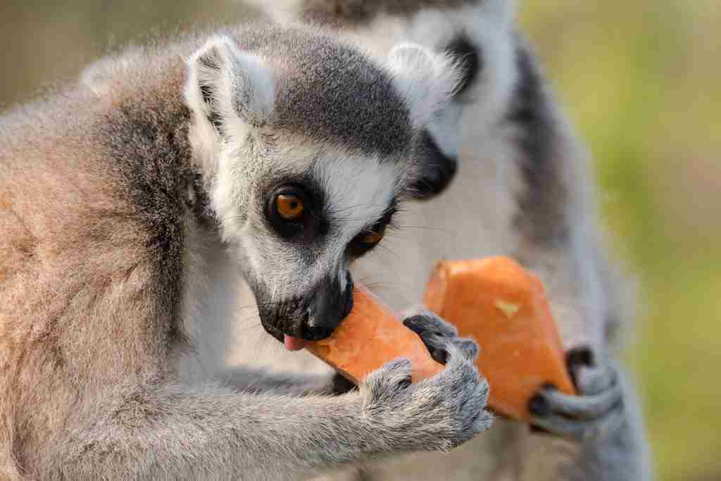 lemurs eating vegetable