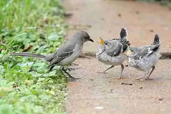 baby mockingbirds with mother
