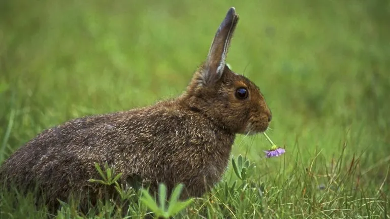 What Do Wild Bunnies Eat?