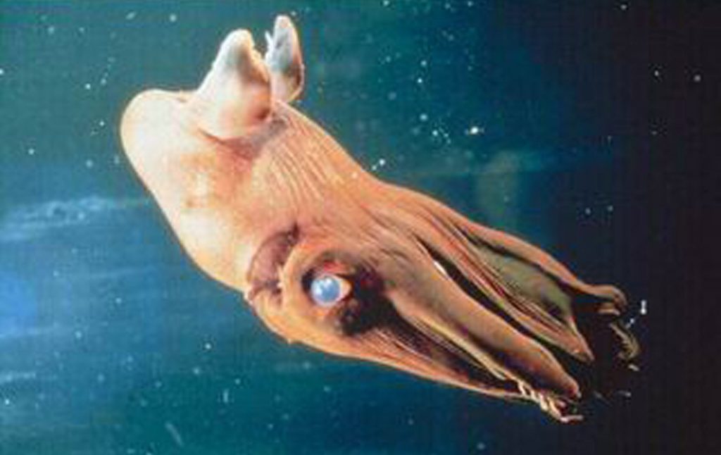 vampire squid in water