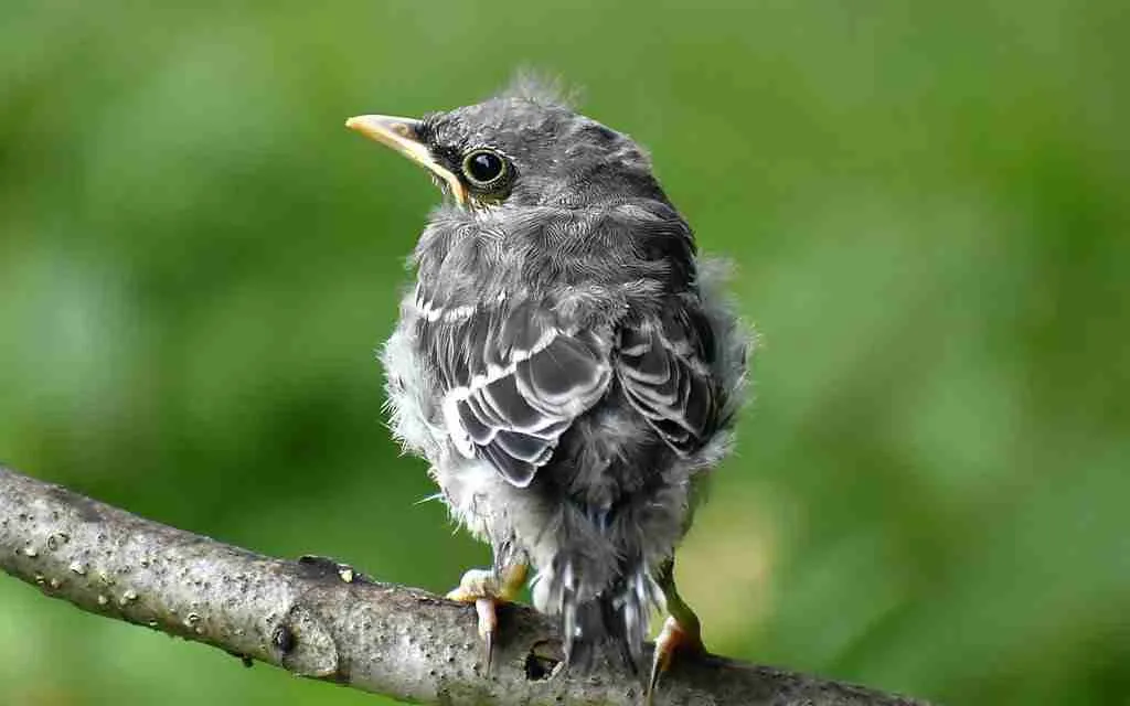 baby mockingbird