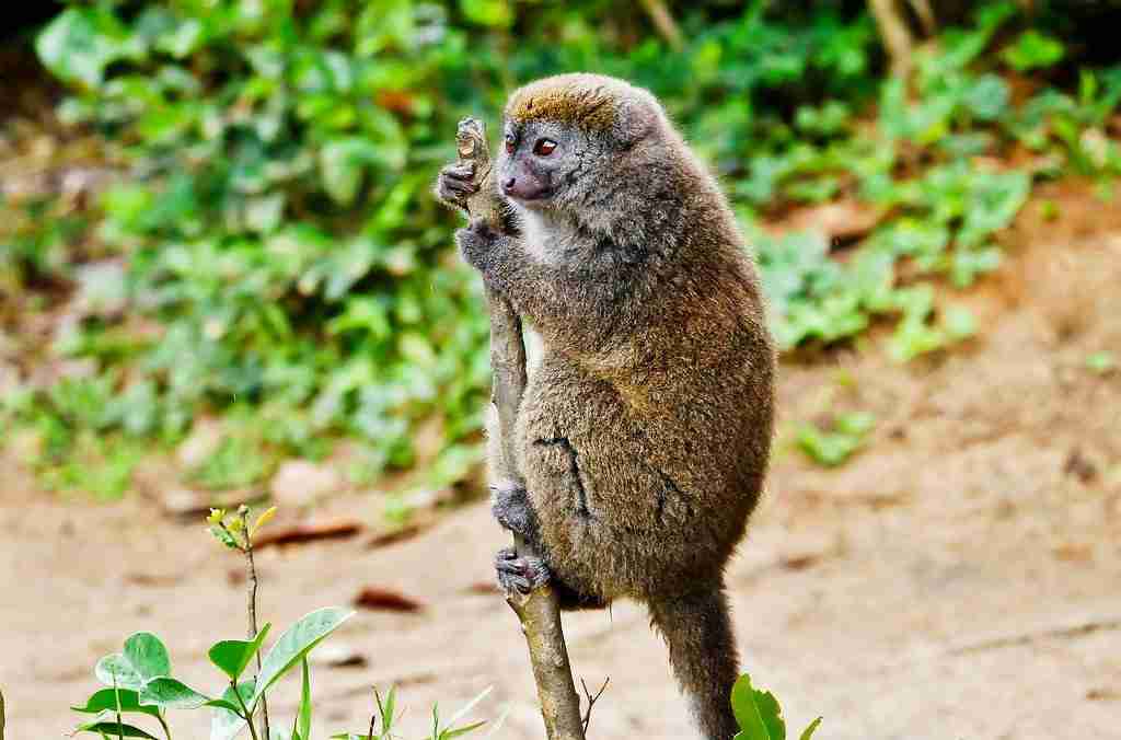 Golden Bamboo Lemur in wildlife