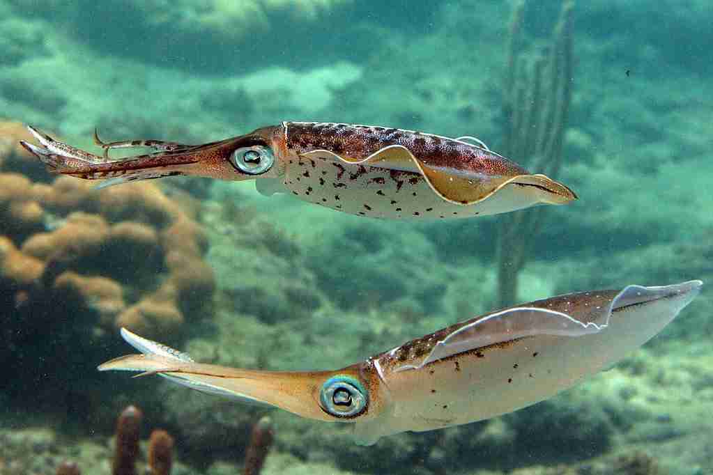 squids in the ocean