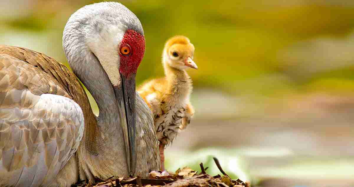 what-do-sandhill-cranes-eat