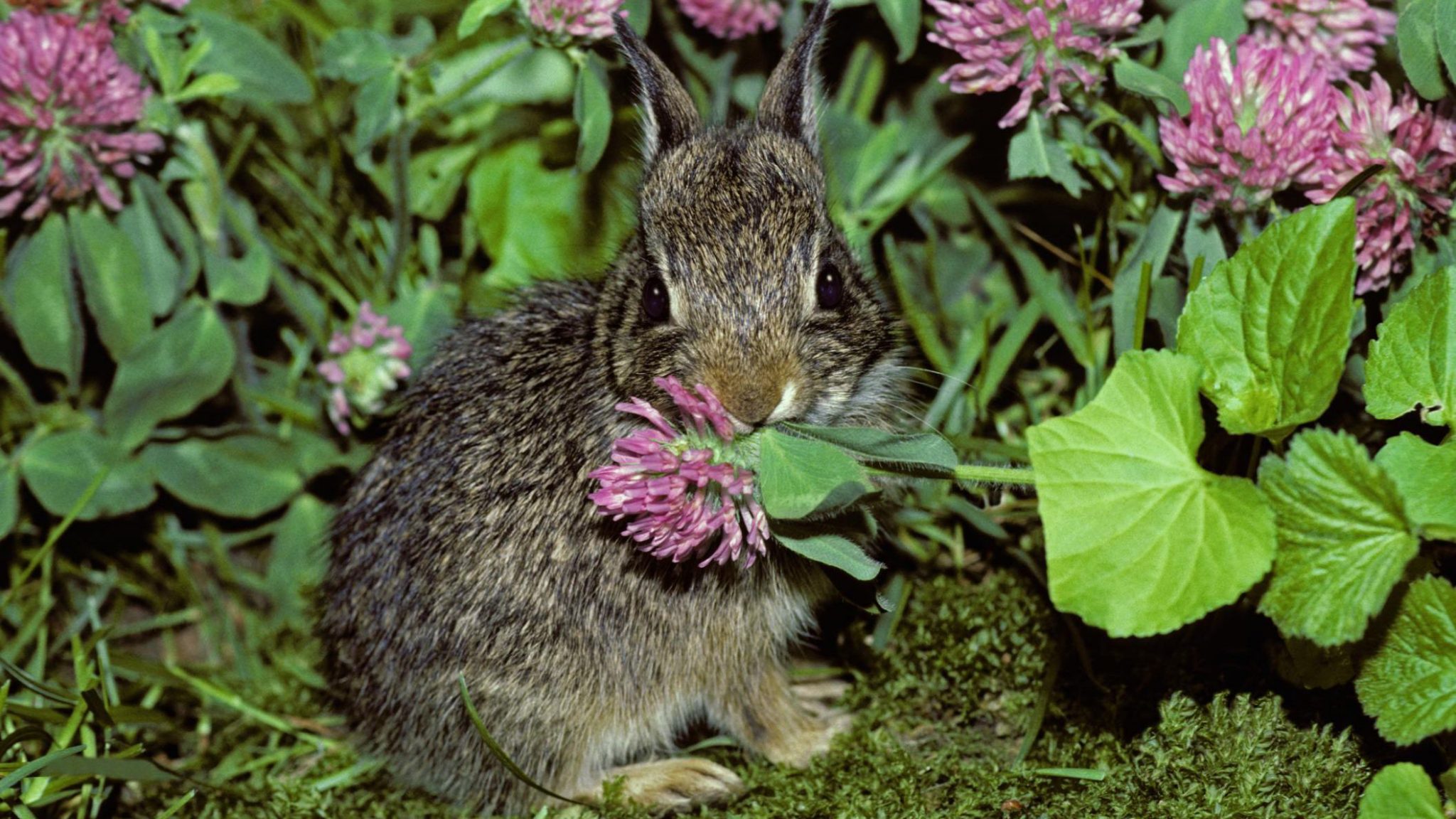 What Do Wild Bunnies Eat?