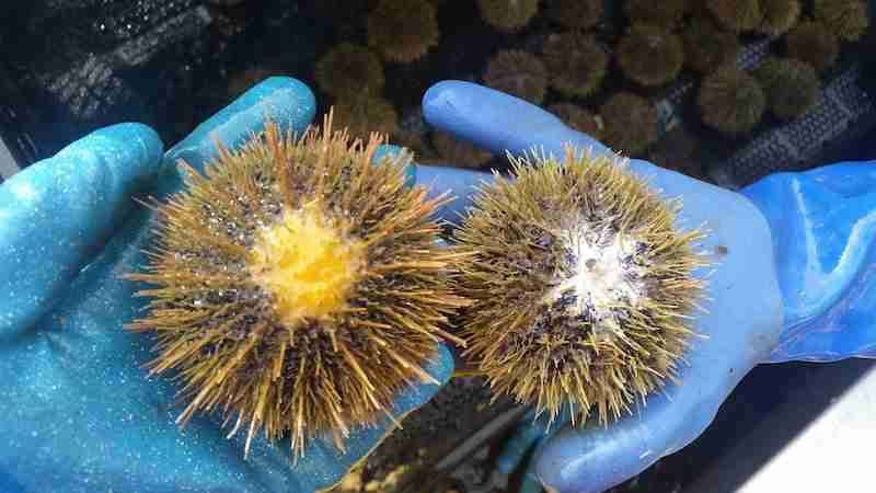 green urchins
