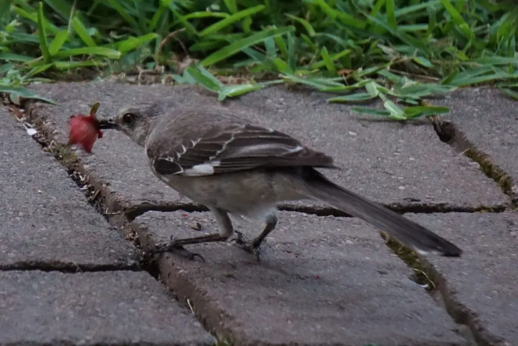 mockingbird eating cherry