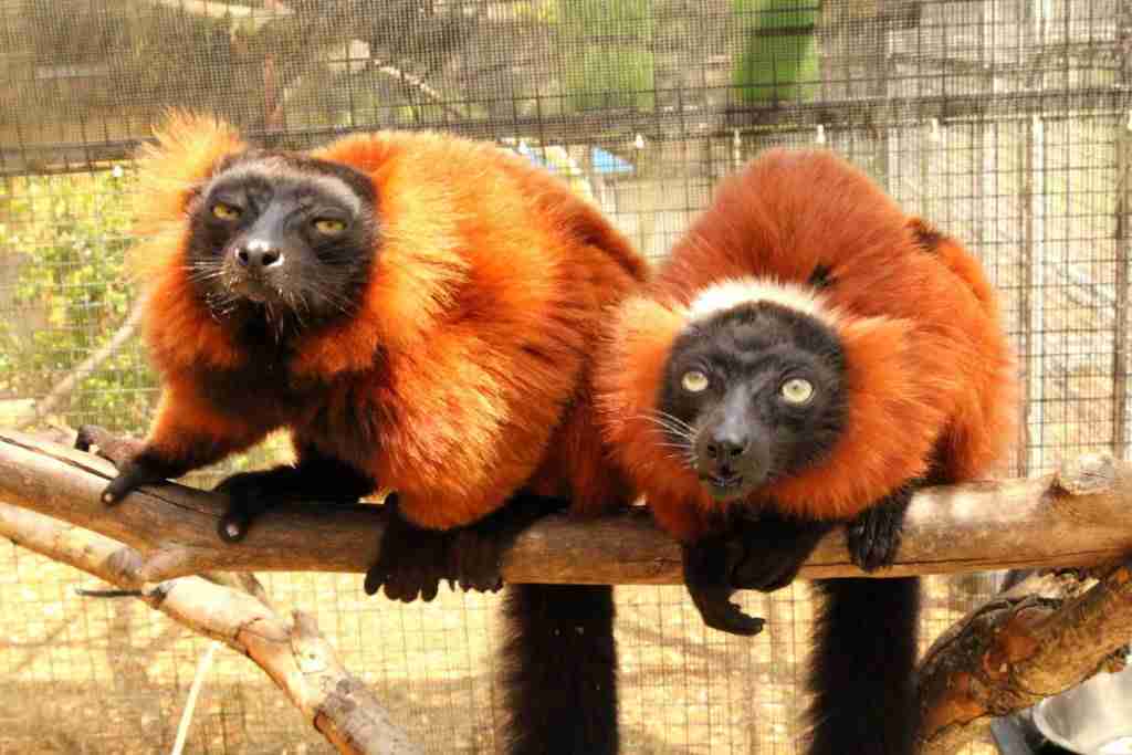 Red ruffed lemurs in captivity