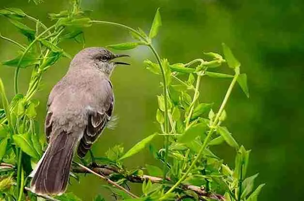 mockingbird in the wildlife