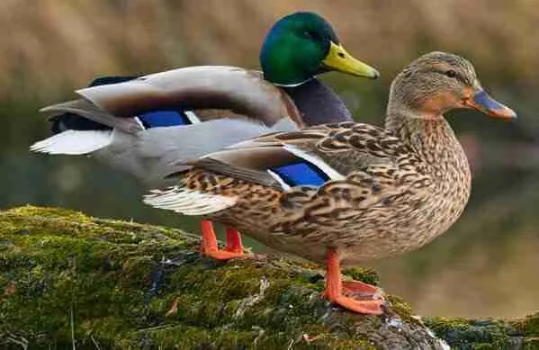 mallard ducks sitting