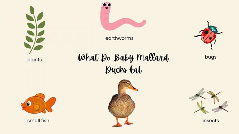 What Do Baby Mallard Ducks Eat