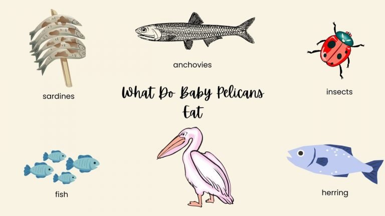 What Do Baby Pelicans Eat