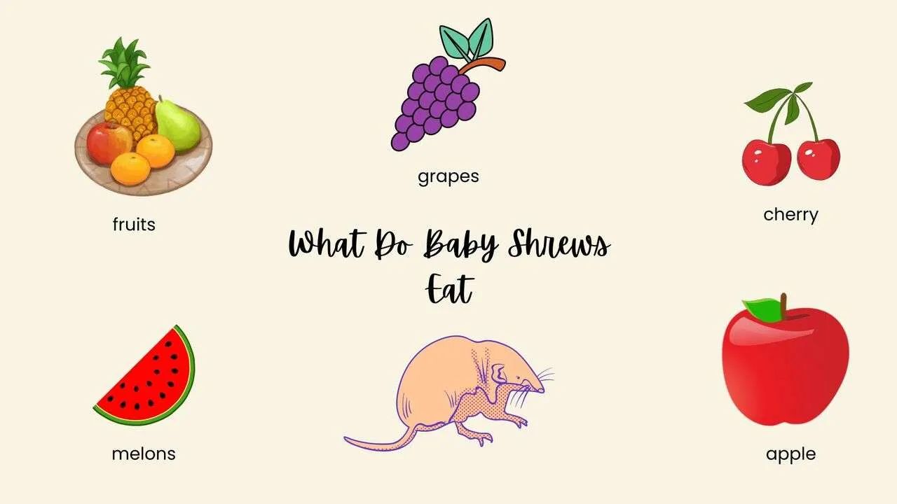 What Do Baby Shrews Eat?