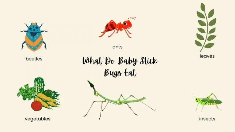 What Do Baby Stick Bugs Eat