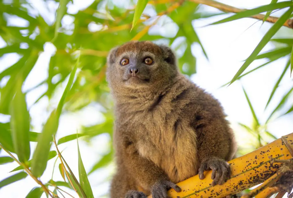 Golden Bamboo Lemur sitting on tree