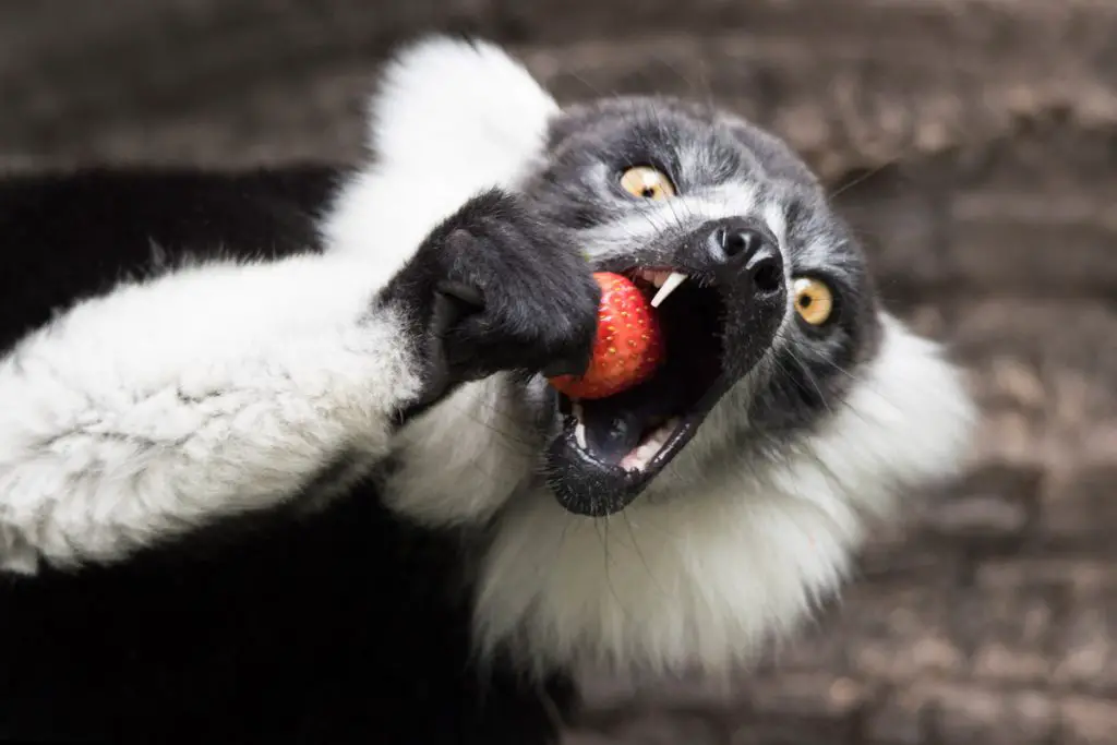 ruffed lemur eating fruit