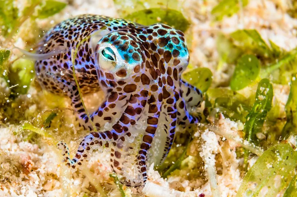 small squid in the ocean