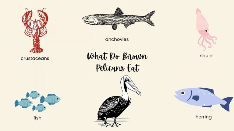 What Do Brown Pelicans Eat