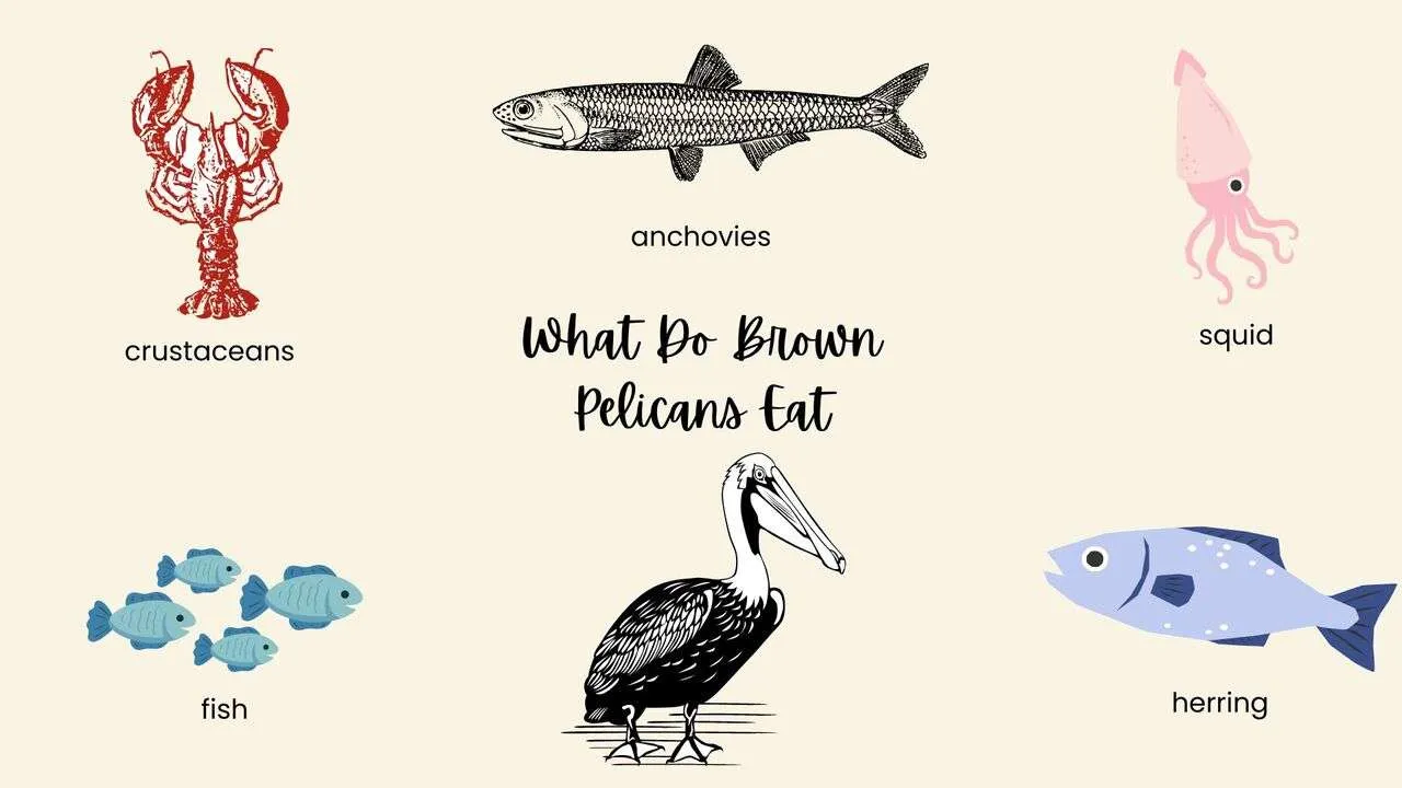 What Do Brown Pelicans Eat?