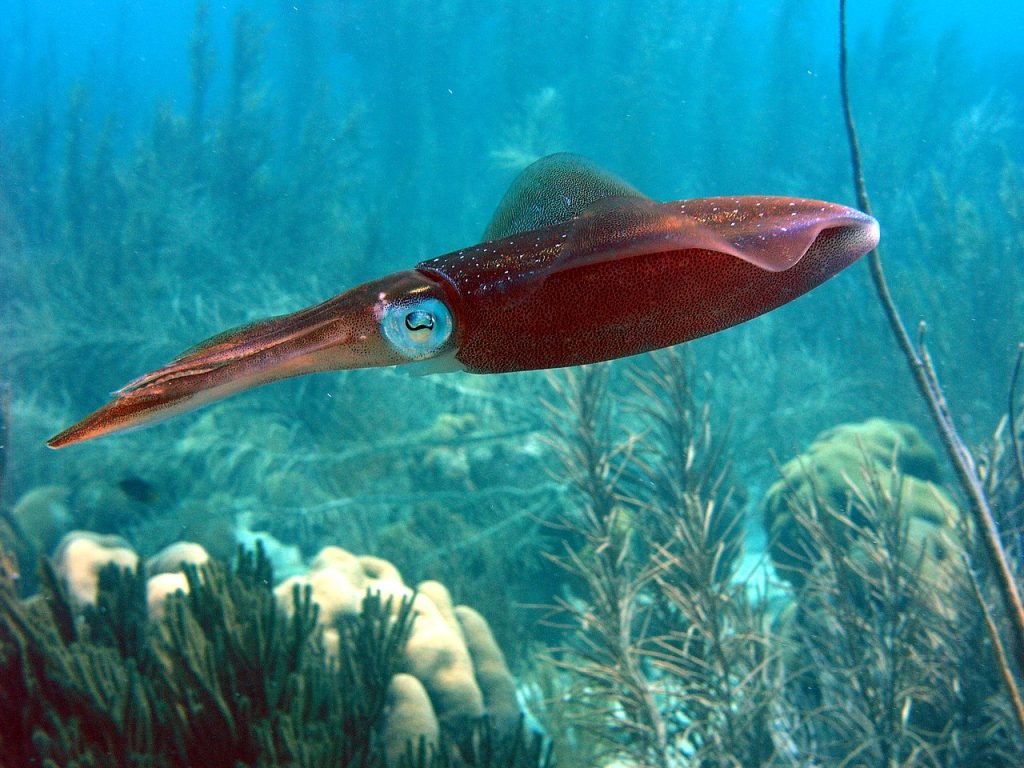 squid in the ocean