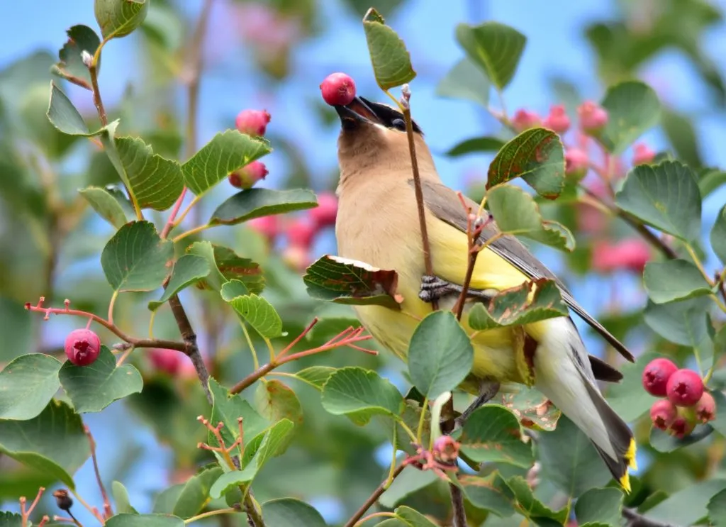mockingbird sitting on fruit tree