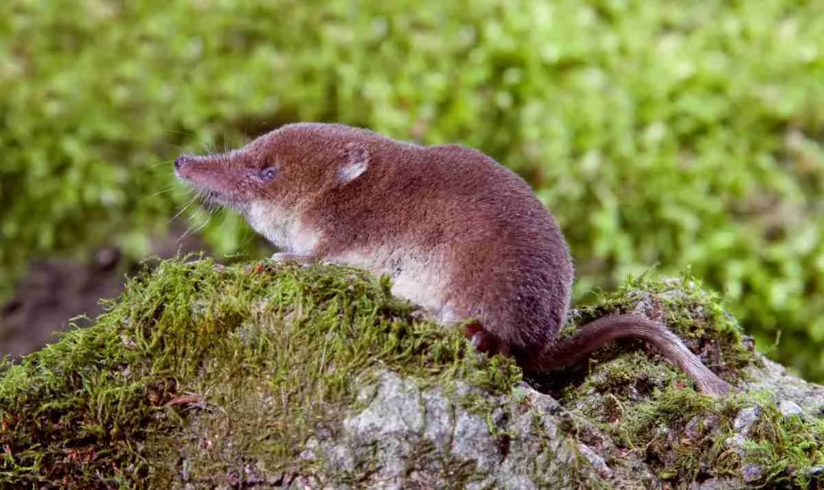 Do Elephant Shrews Eat Bees