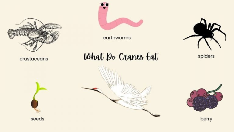 What Do Cranes Eat