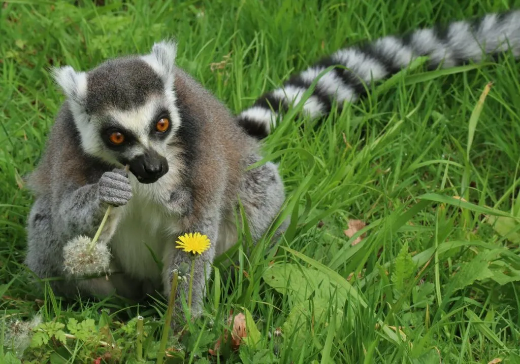 ringtailed lemurs in field